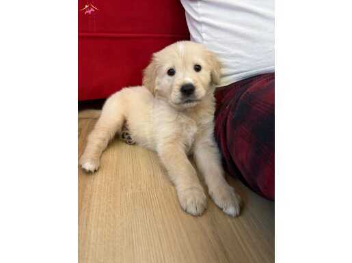 Sosyal ve Oyuncu 2 Aylık Safkan Golden Yavrusu