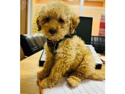 Akıllı ve Oyuncu Safkan Toy Poodle | Yuva Arıyor