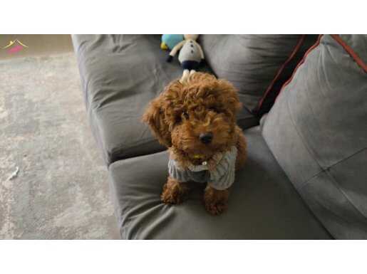Esenyurt’ta Ev Konforuna Alışkın Oyuncu Poodle Toy Yavrusu