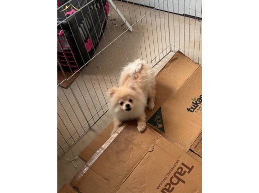 Acil Sahiplendirme: Ev Konforuna Alışık, Sosyal ve Oyuncu Pomeranian Boo