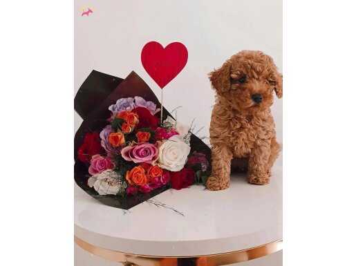 kore toy poodle dişi