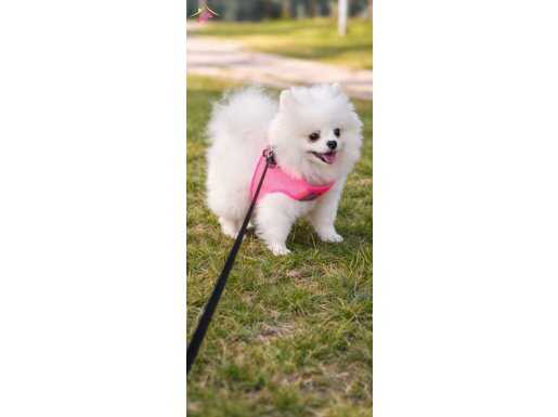 Kartopu Gibi Bembeyaz Pomeranian Boo | Eğitimi Hazır Sosyal Yavru