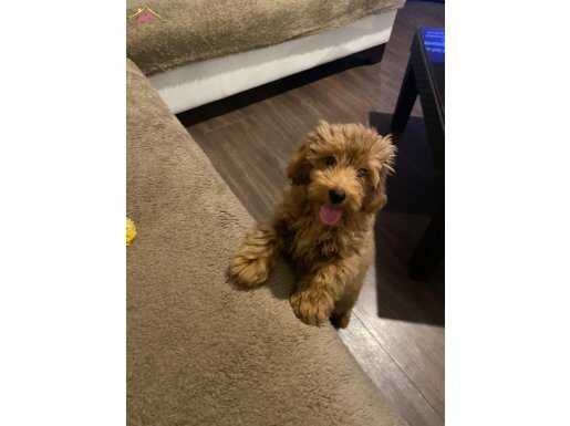 Tüm Aşıları Yapılı 