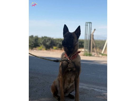 Koruma ve İtaat Odaklı Belçika Malinois