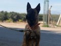 Koruma ve İtaat Odaklı Belçika Malinois