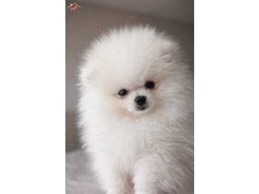 Mükemmel bir pomeranian 