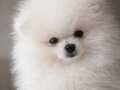 Mükemmel bir pomeranian 
