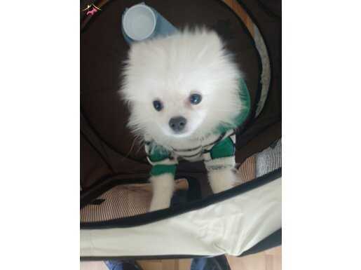 Beyaz pomeranian 4 aylık erkek uyguna verilecektir 