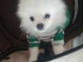Beyaz pomeranian 4 aylık erkek uyguna verilecektir 