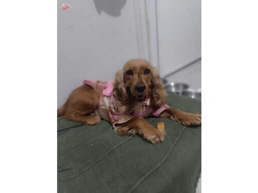 Ücretsiz İngiliz Cocker. 