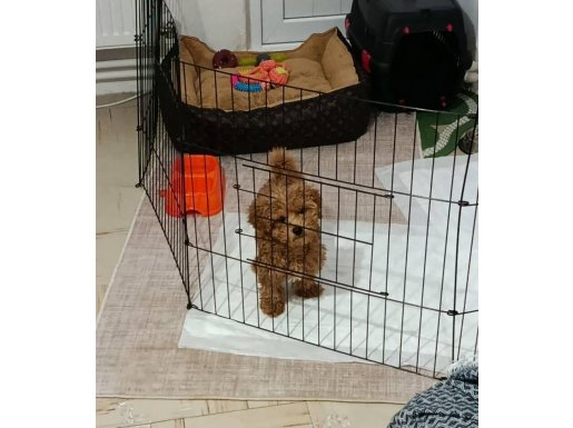 4 aylik karmak aşıları tam tuvalet eğitimi var