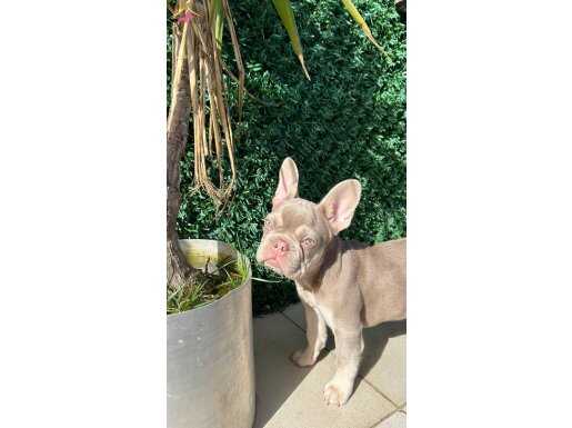 Isabella Tan French Bulldog: Nadir New Shade Tonuyla Sosyal Ortamların Yıldızı!