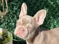 Isabella Tan French Bulldog: Nadir New Shade Tonuyla Sosyal Ortamların Yıldızı!