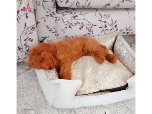Kızıl Alev Kürklü Şirinlik Muskası: 2.5 Aylık Erkek Toy Poodle!