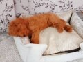 Kızıl Alev Kürklü Şirinlik Muskası: 2.5 Aylık Erkek Toy Poodle!