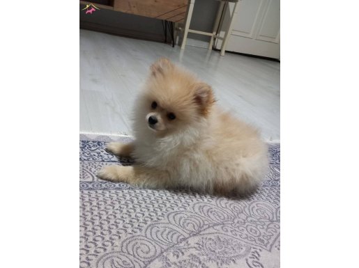 3 aylık pomeranian