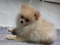 3 aylık pomeranian