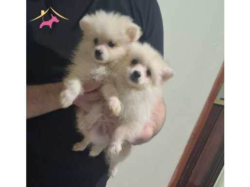 Yavru pomerianlarım acil çok uyguna verecem gönderim vardır.