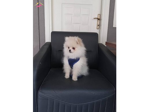 4 Aylık Tuvalet Eğitimli Bembeyaz Pomeranian Boo | Sosyal ve Uysal