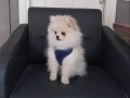 4 Aylık Tuvalet Eğitimli Bembeyaz Pomeranian Boo | Sosyal ve Uysal