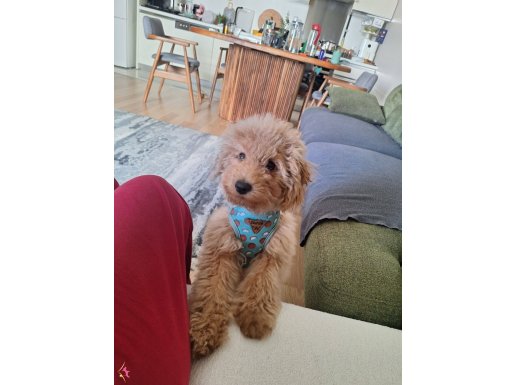 Ev Eğitimi Hazır Sosyal Kızıl Poodle