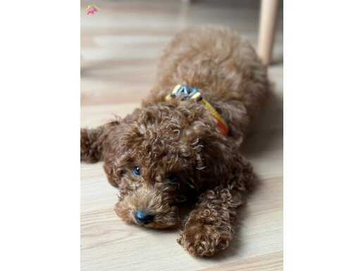 Oyuncak Ayı Görünümlü 3,5 Aylık Kıvırcık Toy Poodle – Şehirli Dostunuz