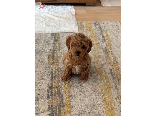 Avuç İçi Kadar Poodle: Kıvırcık Oyuncak Bebek Kuki