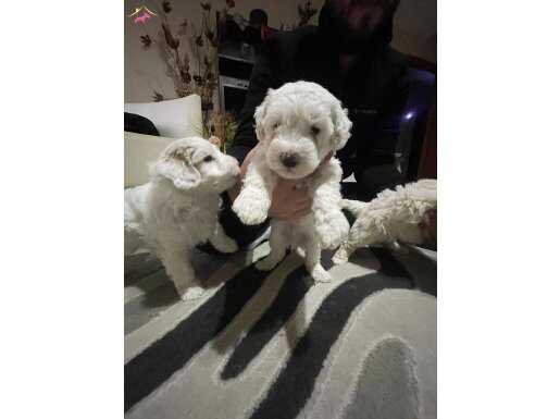  Safkan Bembeyaz Teriyer Yavruları – Çok tatlı ve Oyuncu