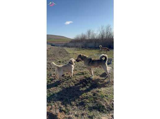 Sosyal ve Eğitimli 1 Yaş Erkek Golden Retriever