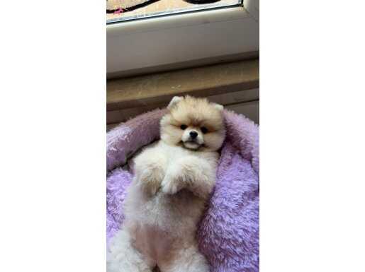 Ayı Surat Pomeranian Boo | Sosyal Ortamların Yeni Yıldızı