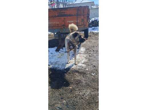 Sivas Şarkışla’da Meydan Okuyan Kemik Yapılı 3 Yaş Kurtçu Kangal