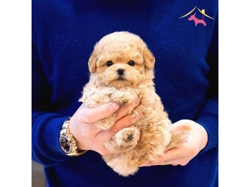ENFES GUZELLIKTEKI TOY POODLE BEBISLERIMIZ 