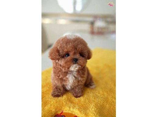 Kore Dizayn Red Toy Poodle Bebekleri