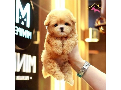 Akıllı Korean Maltipoo Bebekleri
