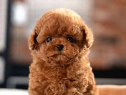 KOREAN EXPORT TOY POODLE BEBEKLERIM 