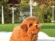 SHOW KALİTE TOY POODLE YAVRULARIM
