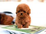 SUPER STAR TOY POODLE BEBEKLERIMIZ 