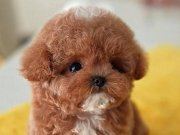 Kore Dizayn Red Toy Poodle Bebekleri