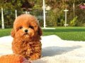 SHOW KALİTE TOY POODLE YAVRULARIM