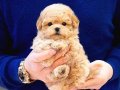 ENFES GUZELLIKTEKI TOY POODLE BEBISLERIMIZ 