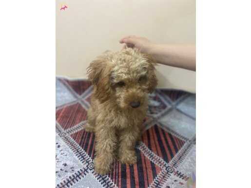 Maskot Suratlı Toy Poodle: Evin Yeni Neşesi Mersin’de!