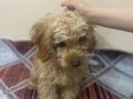 Maskot Suratlı Toy Poodle: Evin Yeni Neşesi Mersin’de!