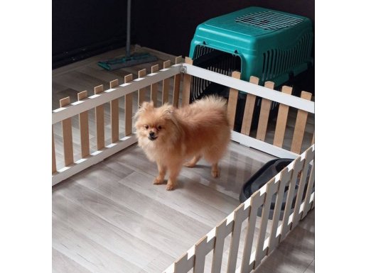 Evcil Portakal: 6 Aylık Pomeranian Spitz | Pofuduk Neşe Kaynağı