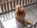 Evcil Portakal: 6 Aylık Pomeranian Spitz | Pofuduk Neşe Kaynağı