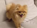 Turuncu kürklü 7 Aylık Pomeranian Boo