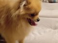 Turuncu kürklü 7 Aylık Pomeranian Boo