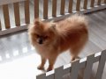Turuncu kürklü 7 Aylık Pomeranian Boo