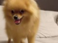 Turuncu kürklü 7 Aylık Pomeranian Boo