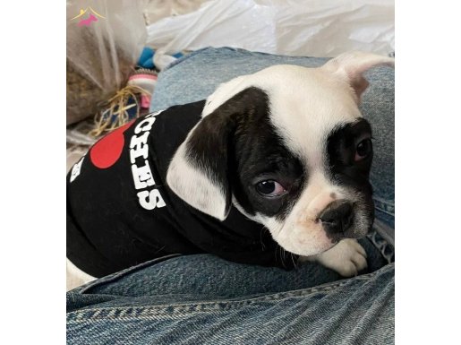 Maskeli Kuzey Yıldızı: Sosyal Kelebek Yavru French Bulldog