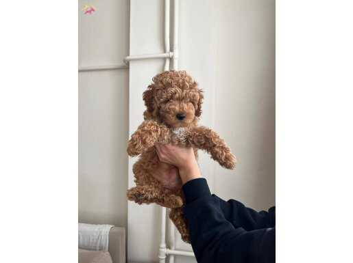 Kızıl Karamel Toy Poodle: Evde Büyümüş Sosyal ve Oyuncu Yavrular!